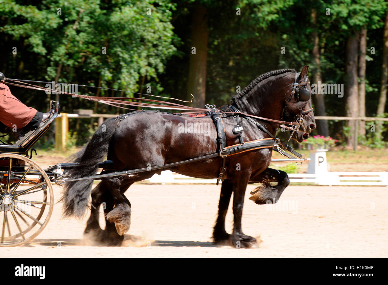 Friesian Horse, Combined Driving, carriage, equestrian sport, harness