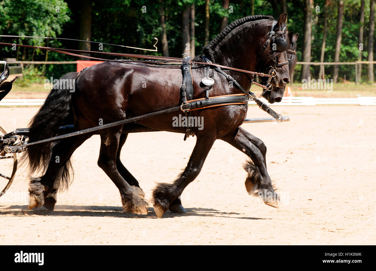 Friesian Horse, Combined Driving, carriage, equestrian sport, harness