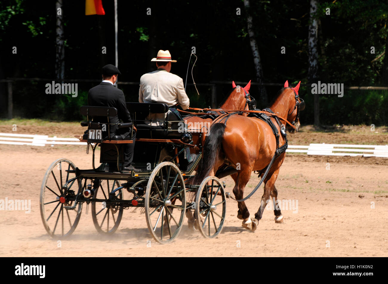 Freiberger, Combined Driving, carriage, equestrian sport, harness, pair of horses Stock Photo