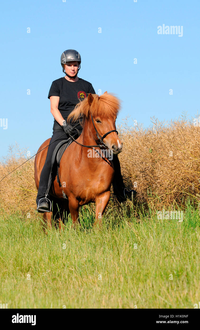 Hacking with Icelandic Horses Stock Photo