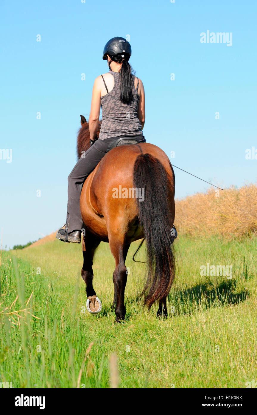 Hacking with Icelandic Horses Stock Photo