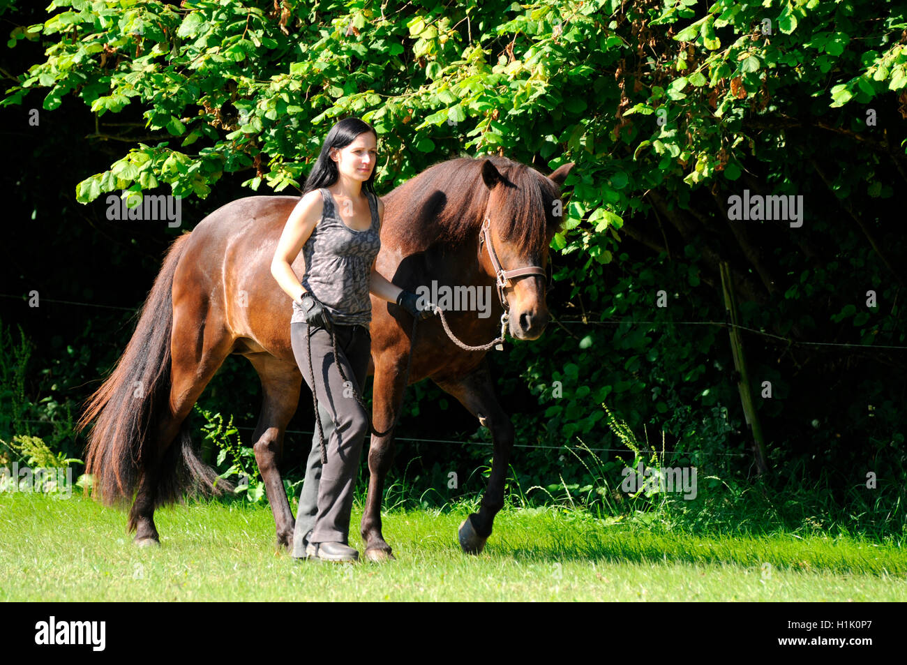 Woman walking with Icelandic Horse Stock Photo