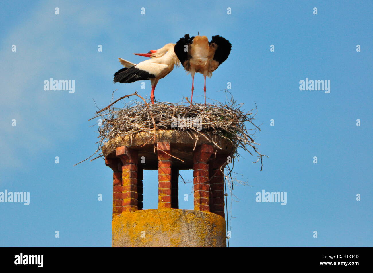 Weissstorch, Paar, Nest, Ciconia ciconia Stock Photo