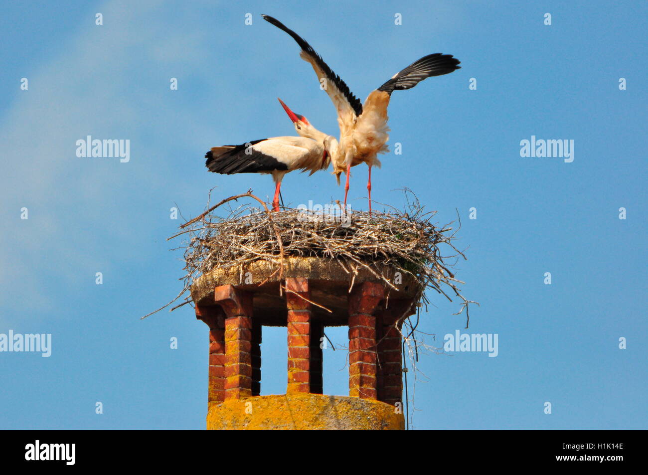 Weissstorch, Paar, Nest, Ciconia ciconia Stock Photo