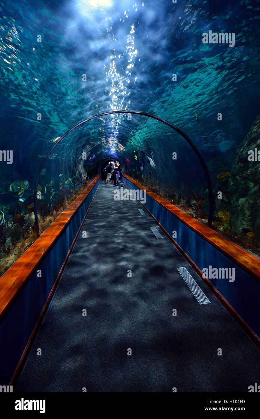 Tunnel durch Aquarium im Loro Park, Teneriffa, Kanarische Inseln, Spanien Stock Photo