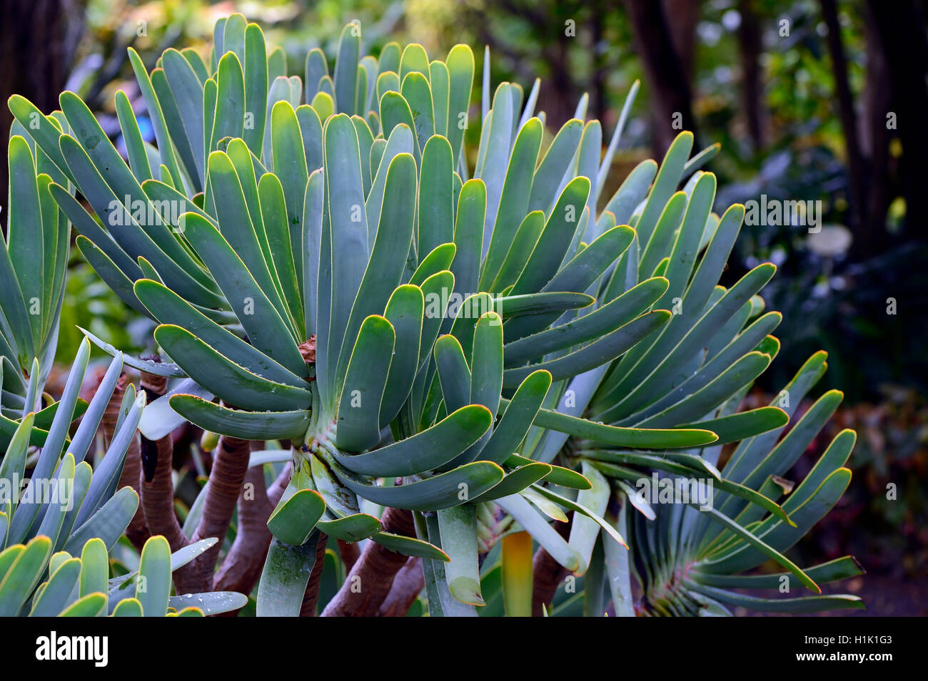 Aloe, (Kumara plicatilis, auch Aloe plicatilis), Suedafrika Stock Photo