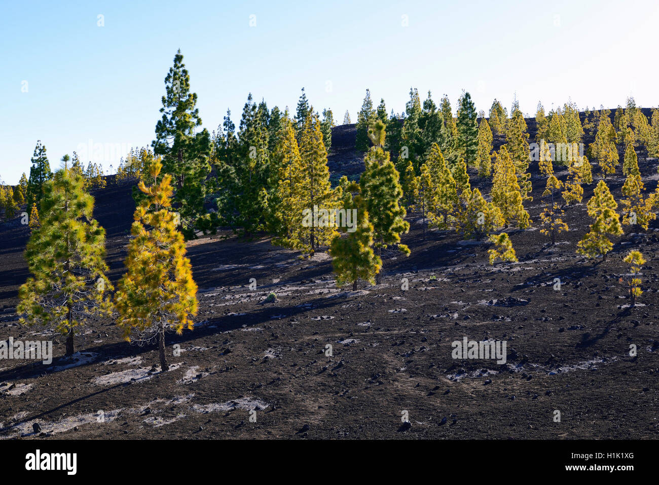 Kanarische Kiefern (Pinus canariensis) in Vulkanlandschaft, Teide-Nationalpark, UNESCO Weltnaturerbe, Teneriffa, Kanarische Inseln, Spanien Stock Photo