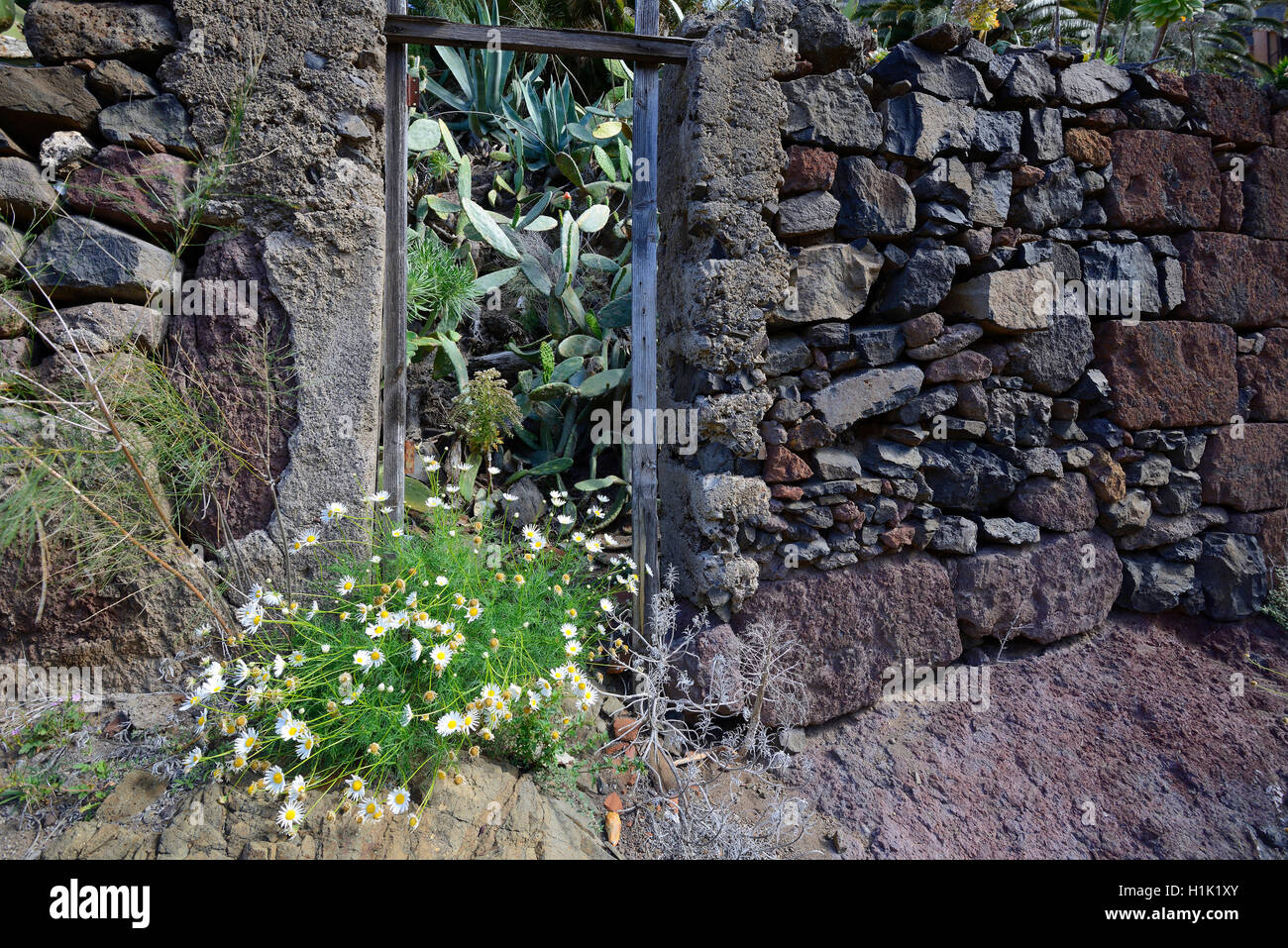 morbider Charme verfallener Bauten im einsamen Bergdorf, Masca, Teno Gebirge, Teneriffa, Kanarische Inseln, Spanien Stock Photo