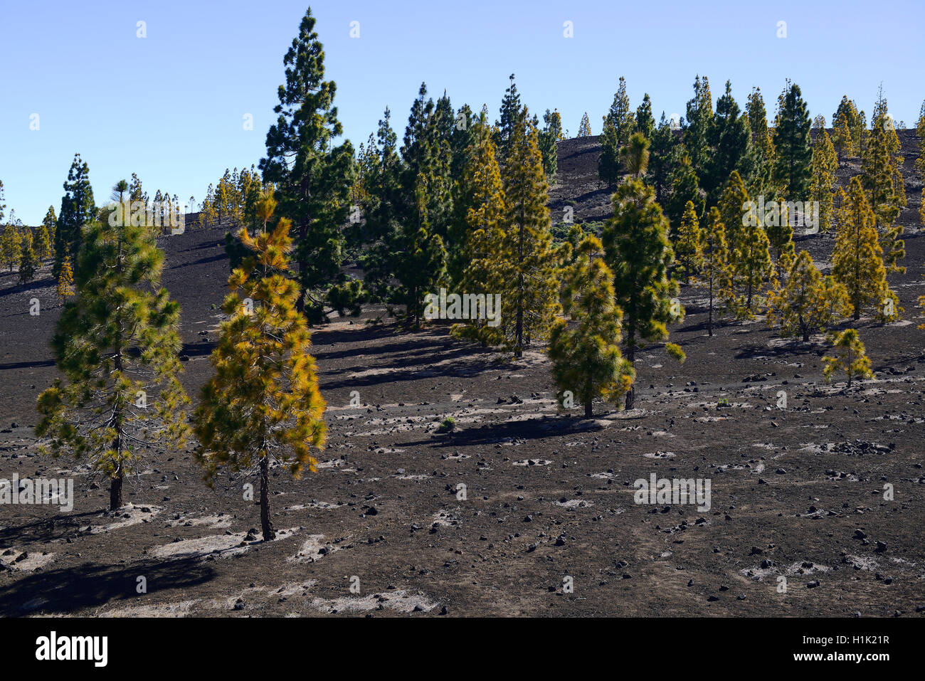 Kanarische Kiefern (Pinus canariensis) in Vulkanlandschaft, Teide-Nationalpark, UNESCO Weltnaturerbe, Teneriffa, Kanarische Inseln, Spanien Stock Photo