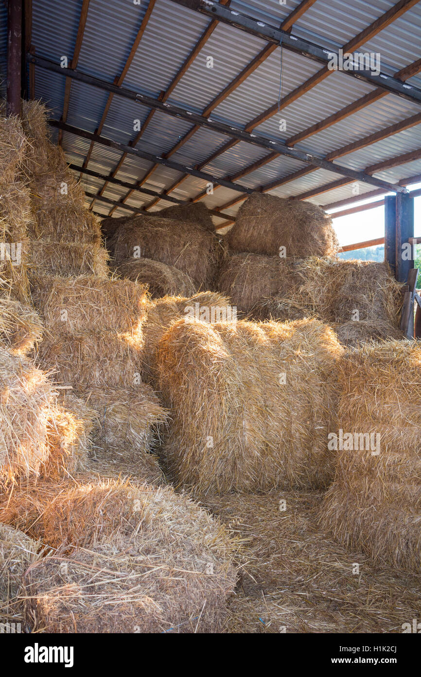 Hay stacks and bales at farm haylof hangar storage Stock Photo