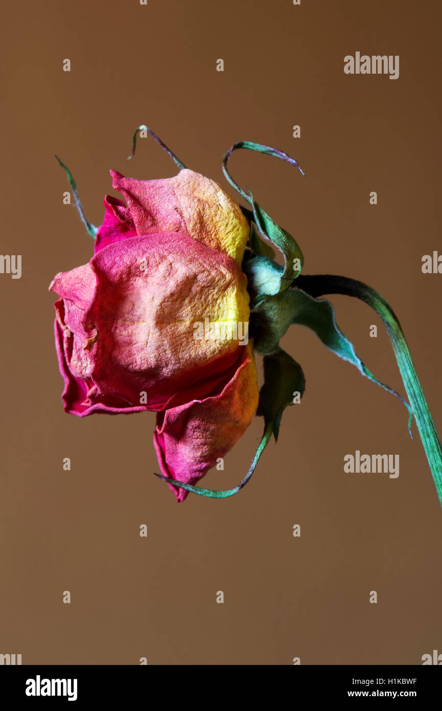 Wilted rose Stock Photo - Alamy