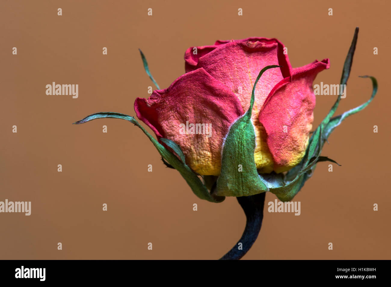 Wilted rose hires stock photography and images Alamy