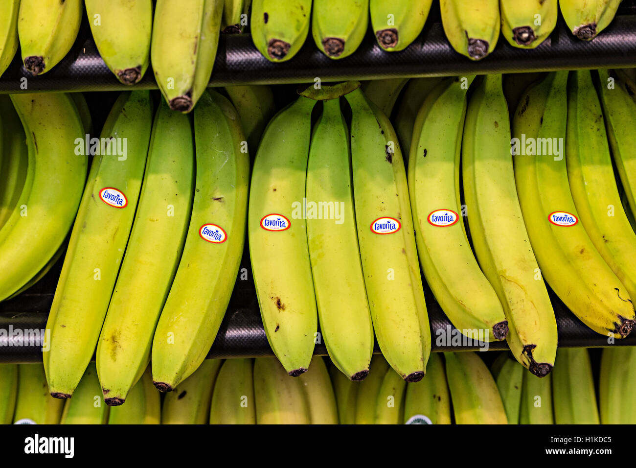 Ecuador bananas hires stock photography and images Alamy