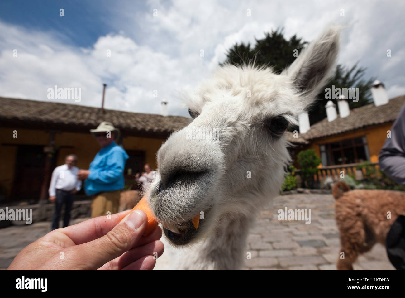 Lamas at Hacienda San Augustin de Callo, Lama glama, Cotopaxi National Park, Ecuador Stock Photo