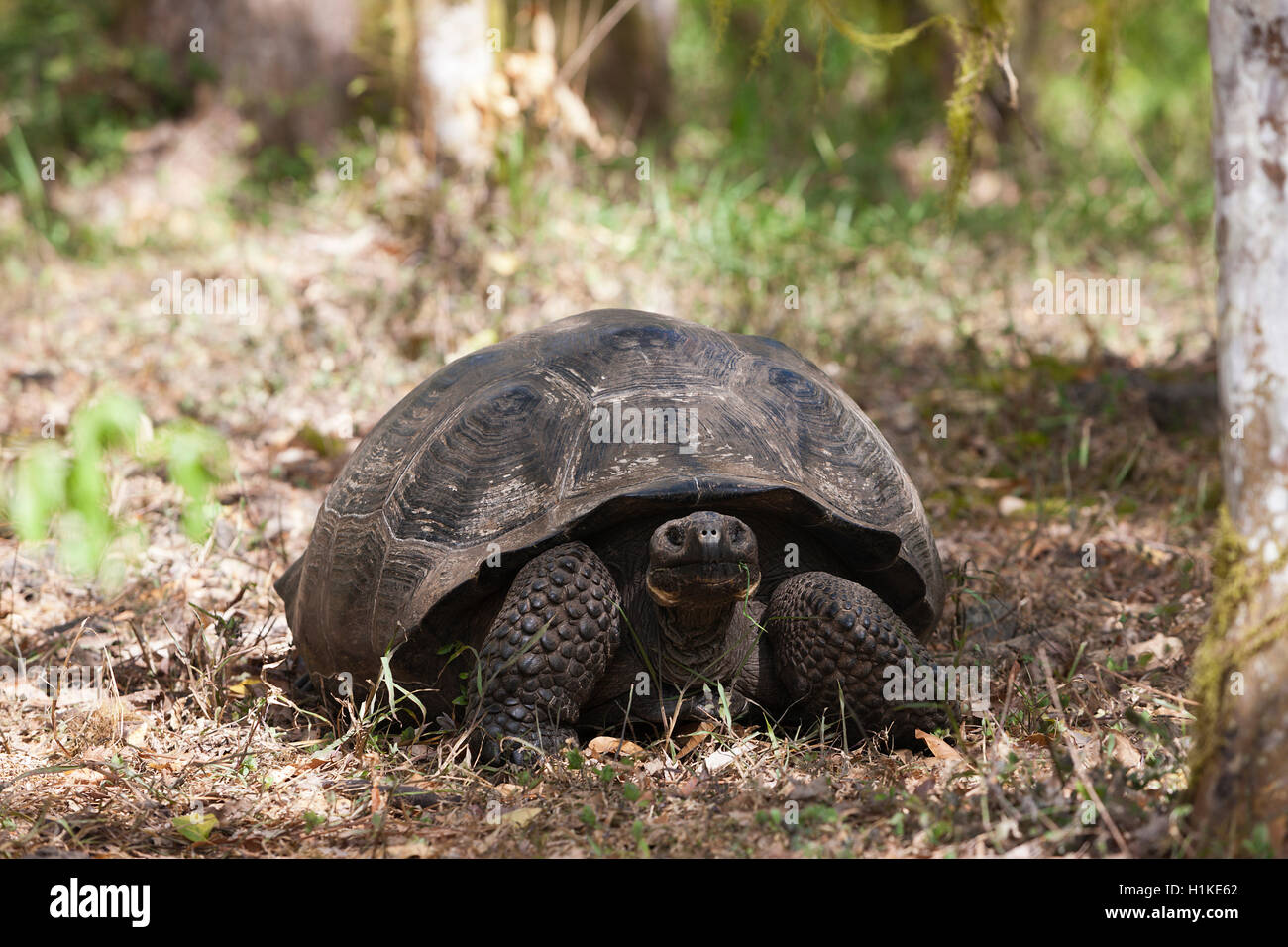 Galapagos Giant Tortoise, Chelonoidis nigra, Santa Cruz Island, Galapagos, Ecuador Stock Photo