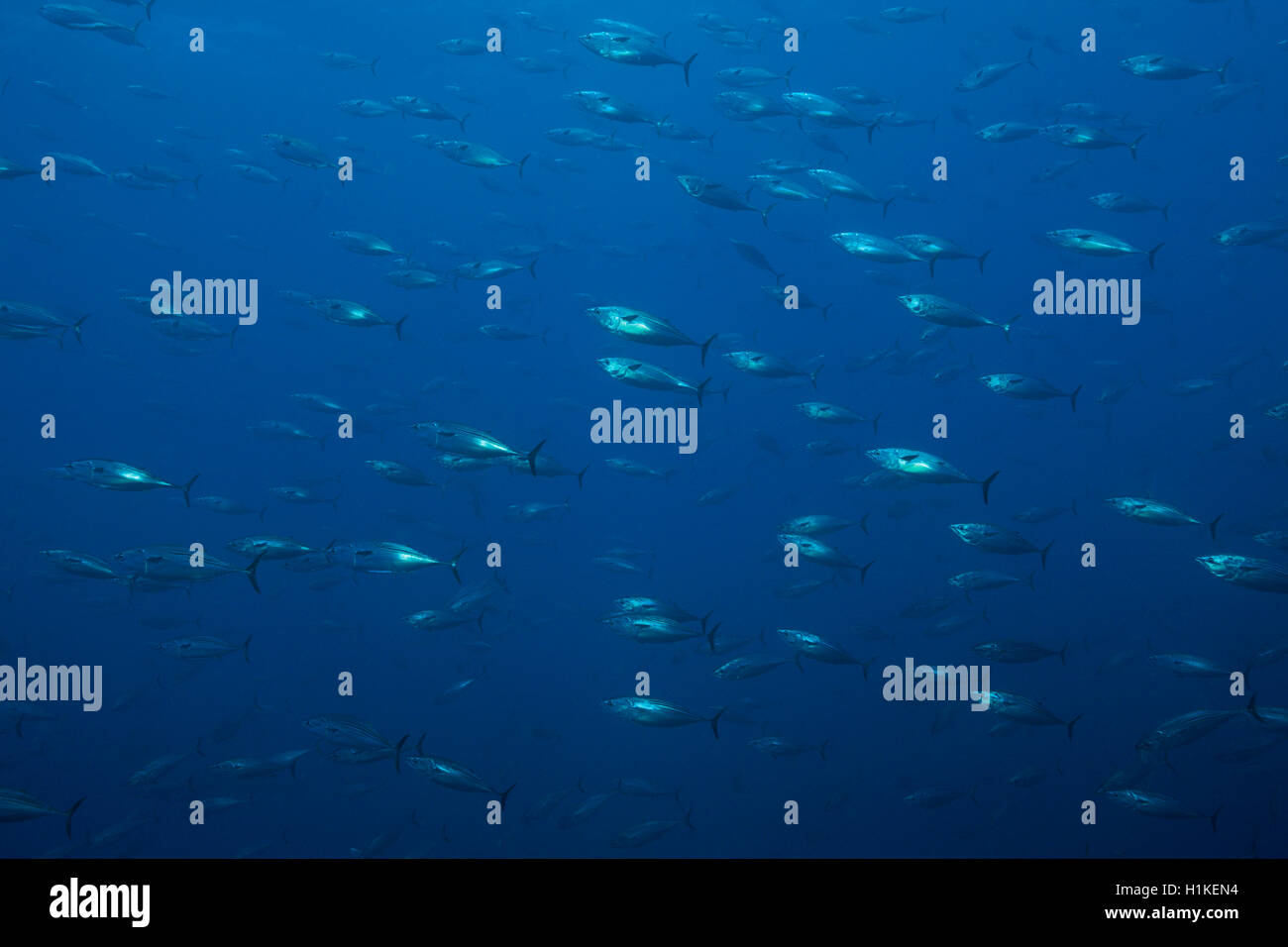 Shoal of Striped Bonito, Sarda orientalis, Wolf Island, Galapagos, Ecuador Stock Photo