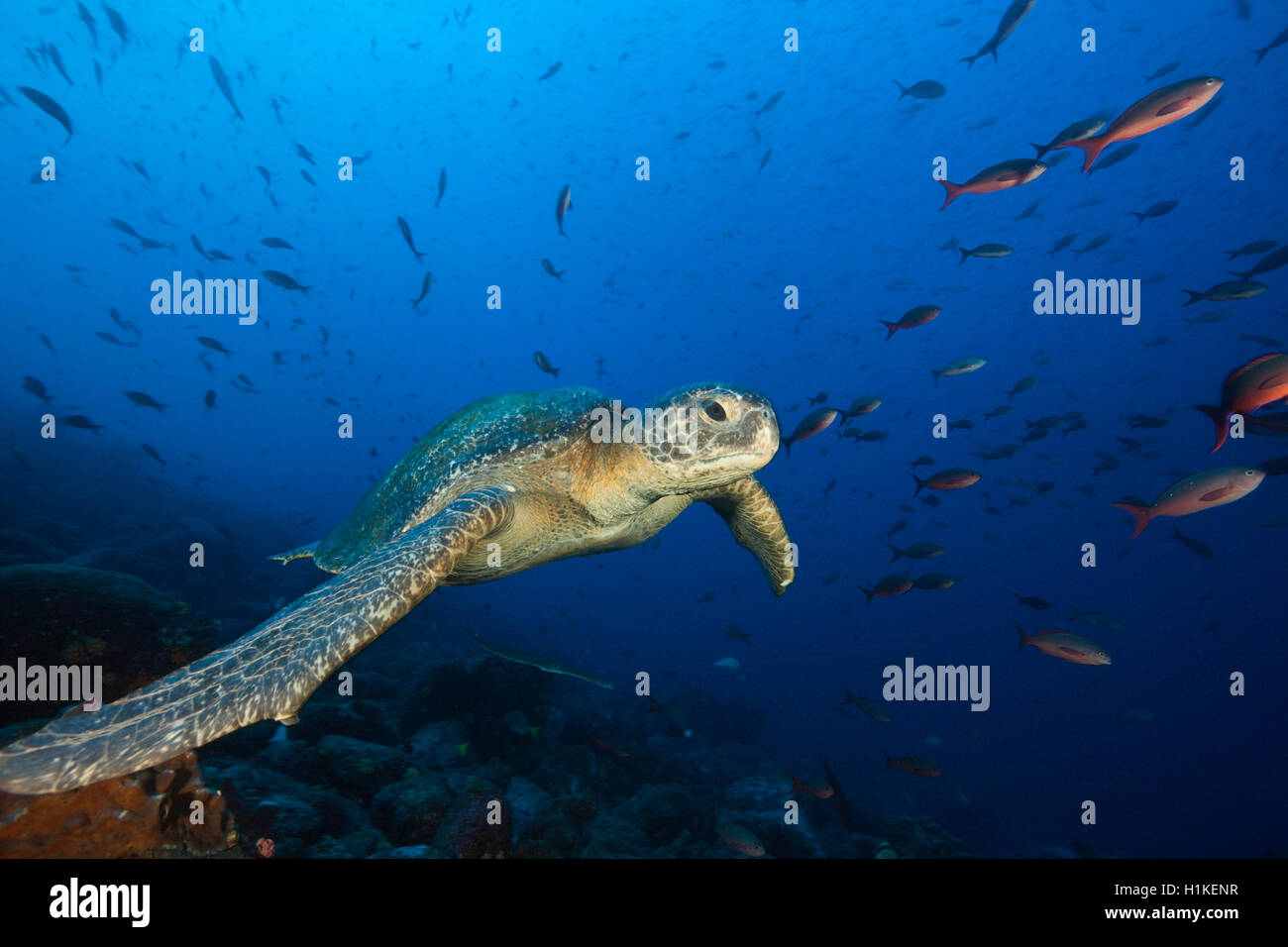 Green Sea Turtle, Chelonia mydas, Wolf Island, Galapagos, Ecuador Stock Photo