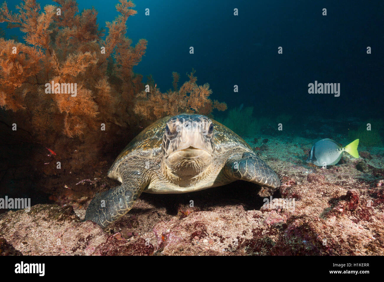 Green Sea Turtle, Chelonia mydas, Cousins Rock, Santiago Island, Galapagos, Ecuador Stock Photo