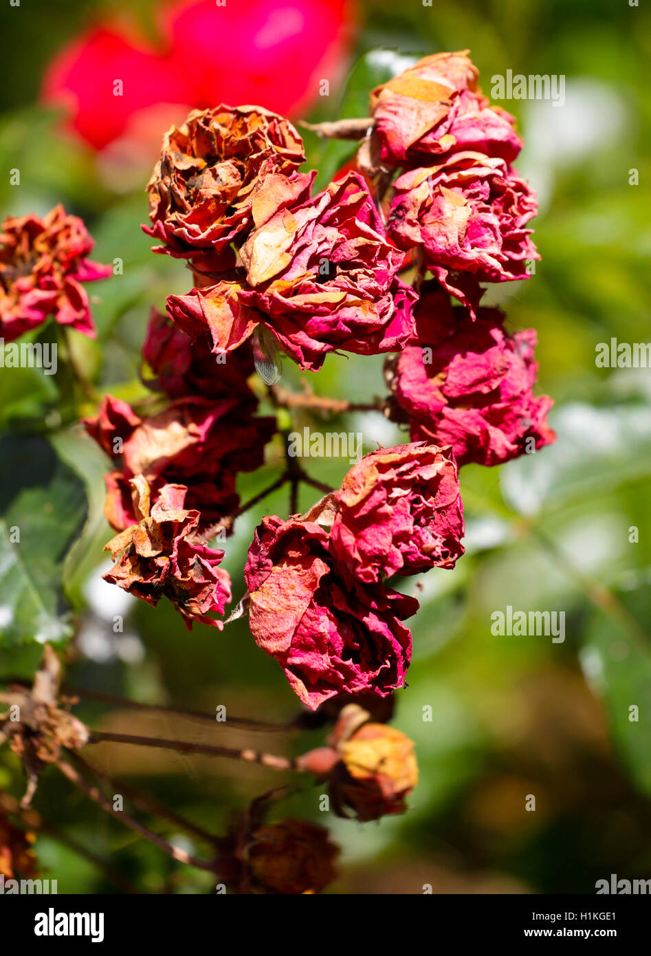 Dying Rose Garden High Resolution Stock Photography and Images Alamy