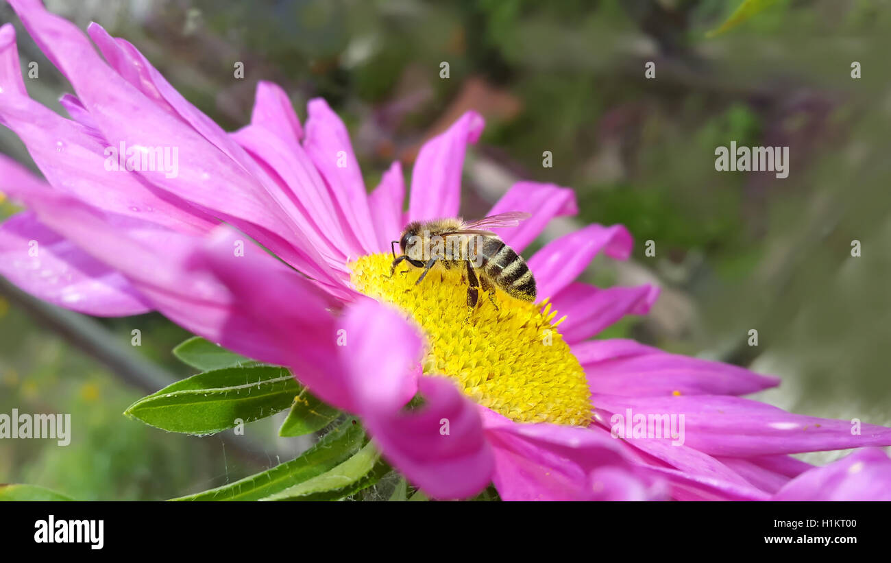 Aster honey bee hi-res stock photography and images - Alamy