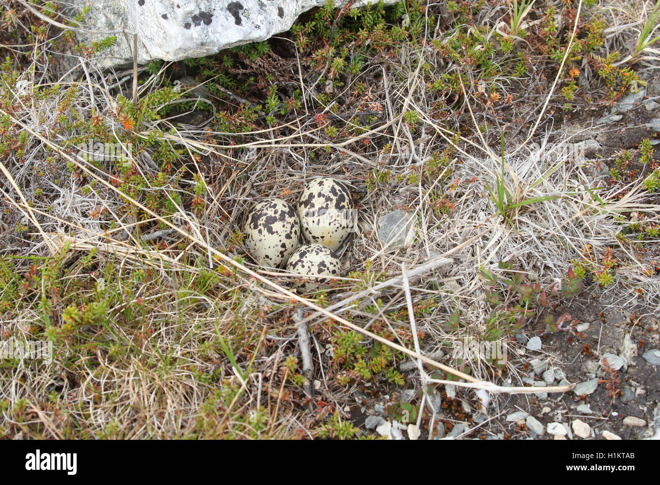 Golden plover (Pluvialis apricaria) eggs in nest, tundra, Lapland, Norway Stock Photo