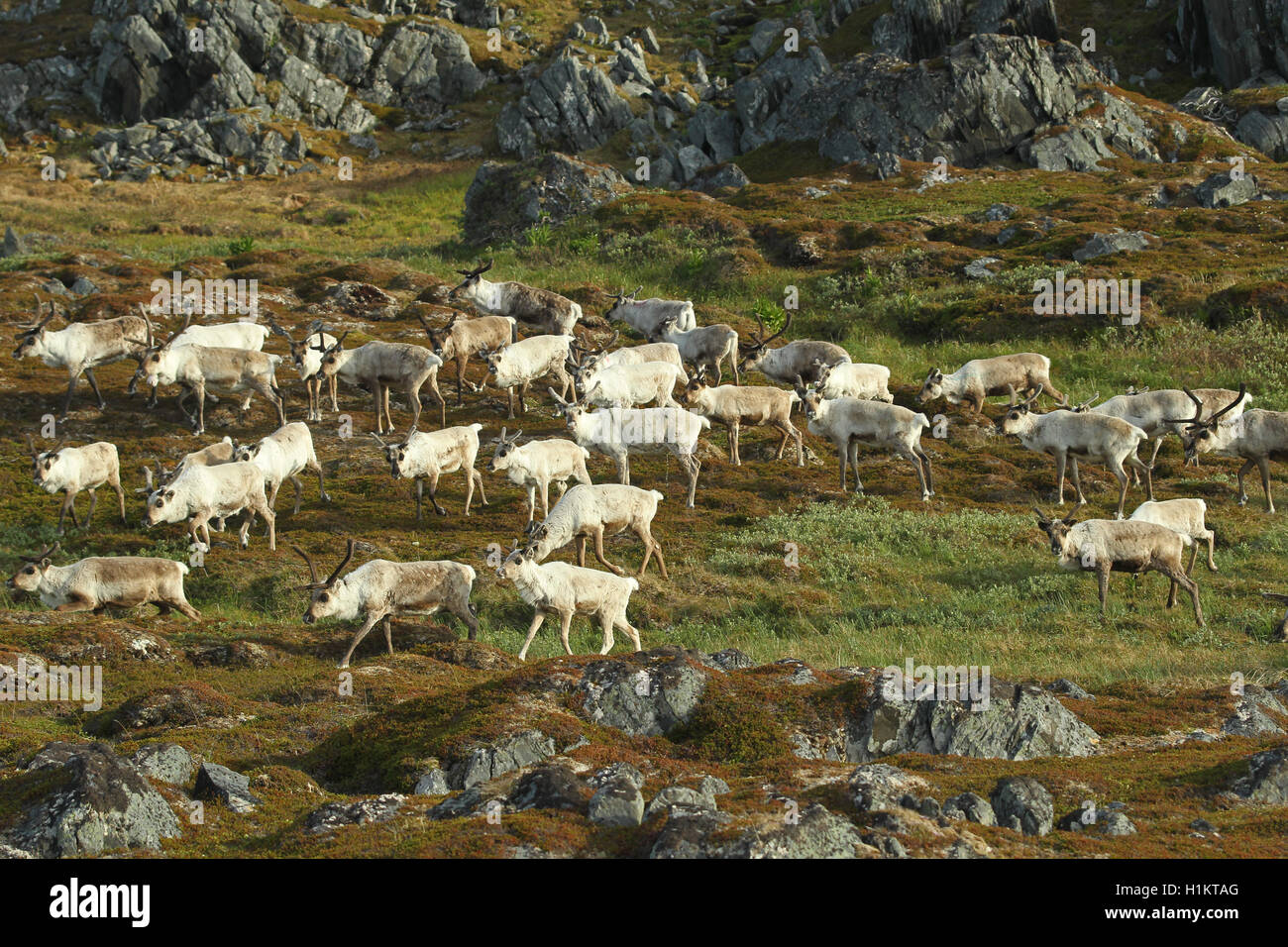 Reindeer (Rangifer tarandus) herd moving through tundra, Lapland, Norway Stock Photo