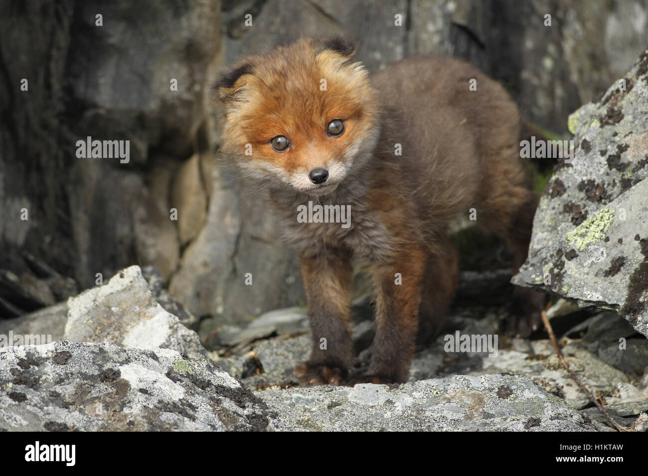 Red fox (Vulpes vulpes), cub between rocks, tundra, coastal region, Lapland, Norway Stock Photo