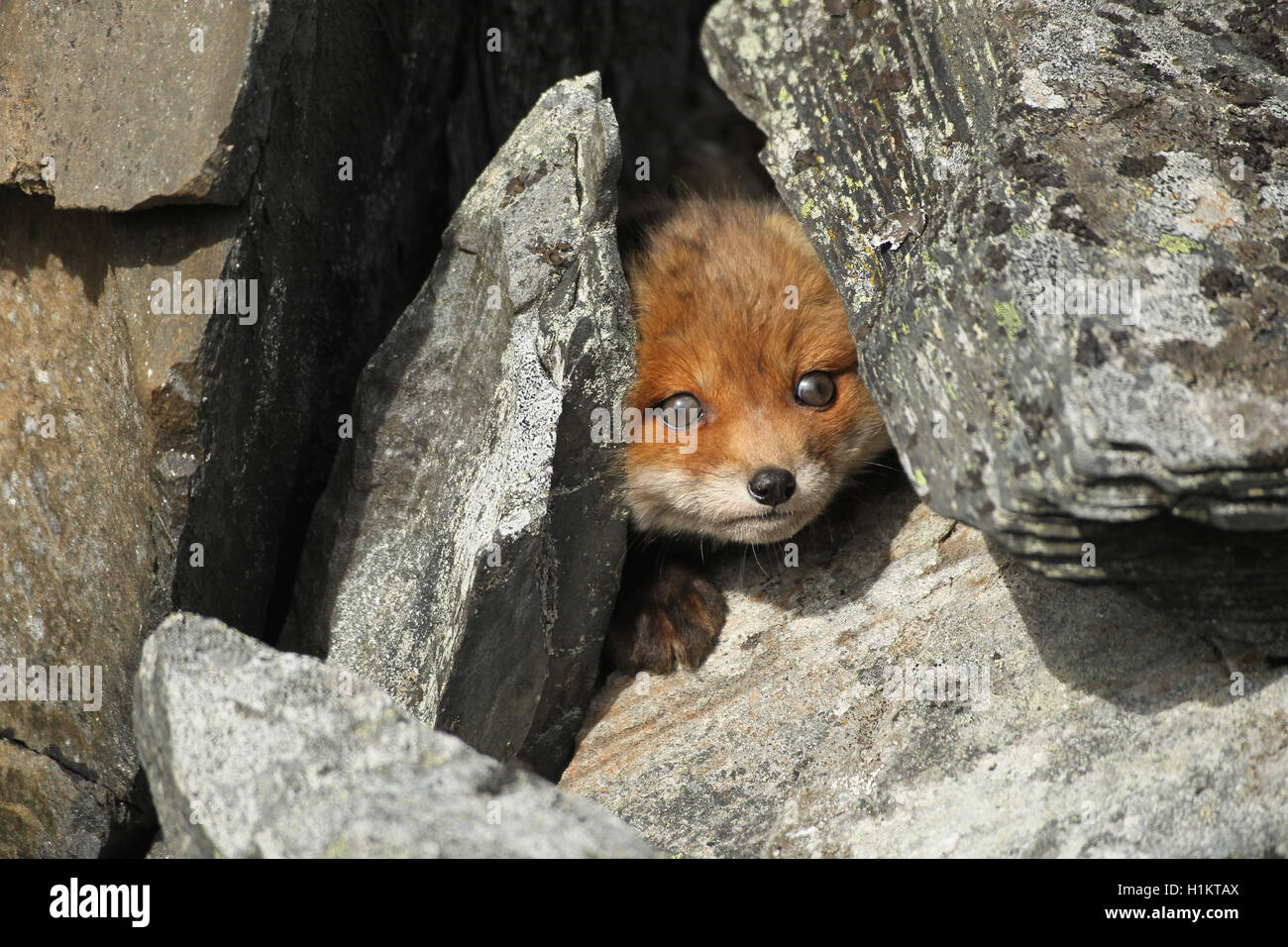 Red fox (Vulpes vulpes), cub looking through rocks, tundra, coastal region, Lapland, Norway Stock Photo