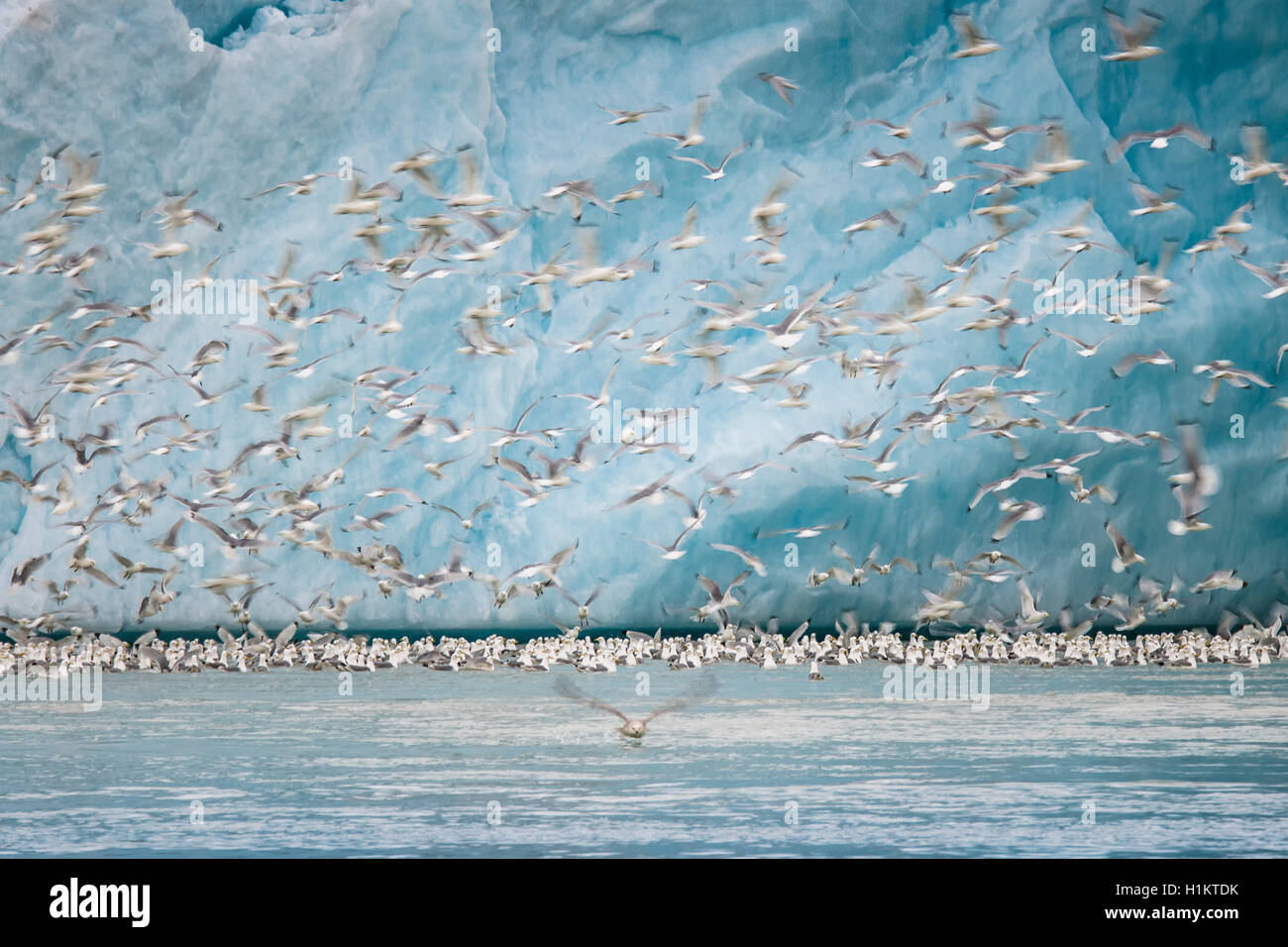DreizehenmÃ¶wen, auch RosenmÃ¶wen (Rissa tridactyla, Larus tridactyla), fliegen vor einer Gletscherwand Stock Photo
