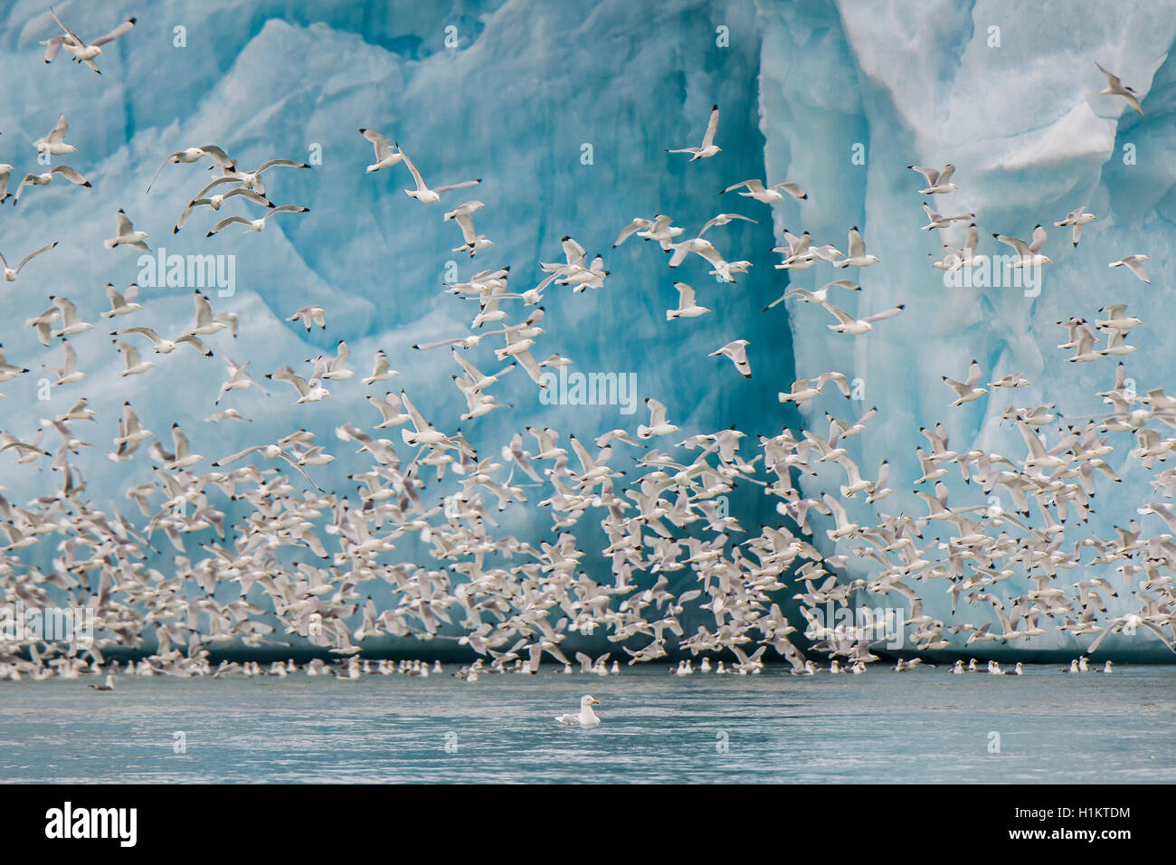 Dreizehenmöwen, auch Rosenmöwen (Rissa tridactyla, Larus tridactyla), fliegen vor einer Gletscherwand Stock Photo