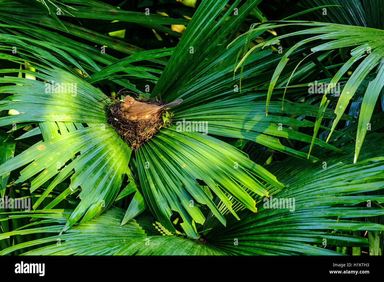 Clay-colored thrush (Turdus grayi) on her nest, national bird of Costa Rica, Puerto Viejo de Sarapiqui, Heredia, Costa Rica Stock Photo