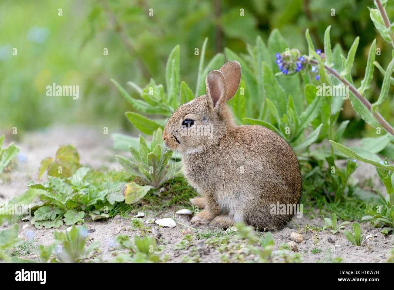 European rabbit (Oryctolagus cuniculus), juvenile, Norderney, East Frisian Islands, Lower Saxony, Germany Stock Photo