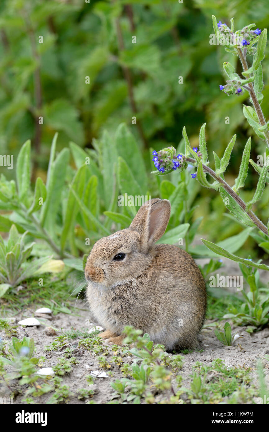 European rabbit (Oryctolagus cuniculus), juvenile, Norderney, East Frisian Islands, Lower Saxony, Germany Stock Photo