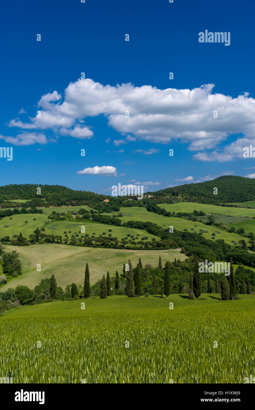 Typical green Tuscan landscape in Val d’Orcia with hills, trees, grain fields, cypresses and blue cloudy sky, La Foce, Tuscany Stock Photo