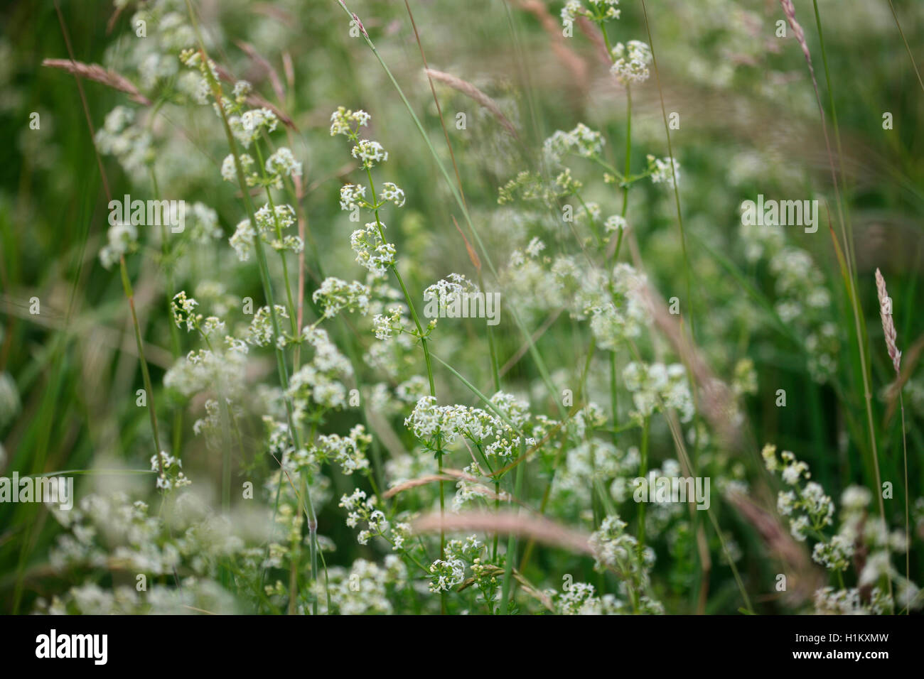 english hedge bedstraw this plant was once used to curdle milk for making cheese Jane Ann Butler Photography JABP1362 Stock Photo