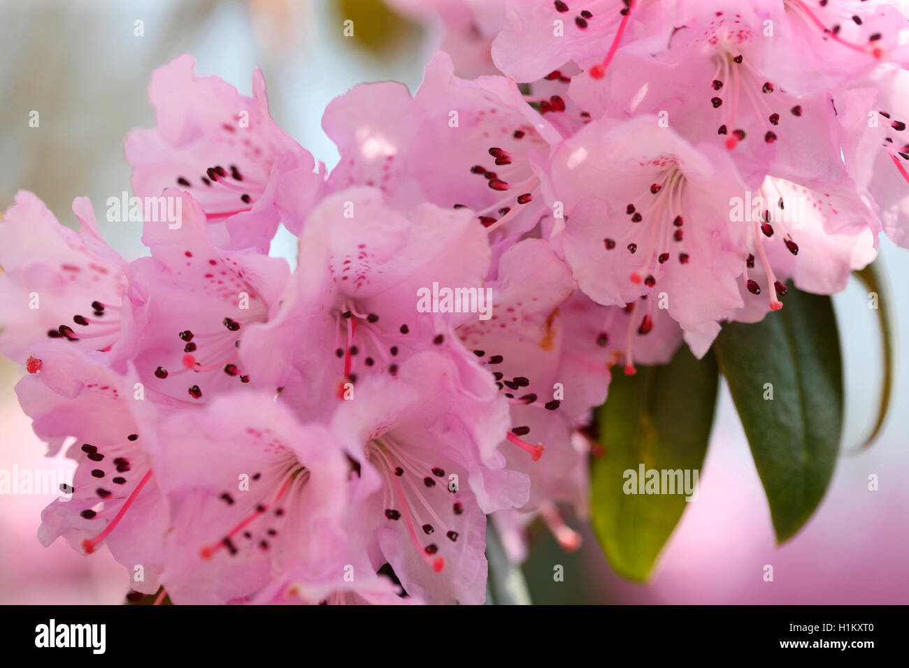 Spring azalea flowers drenched in sunlight Jane Ann Butler Photography JABP1616 Stock Photo