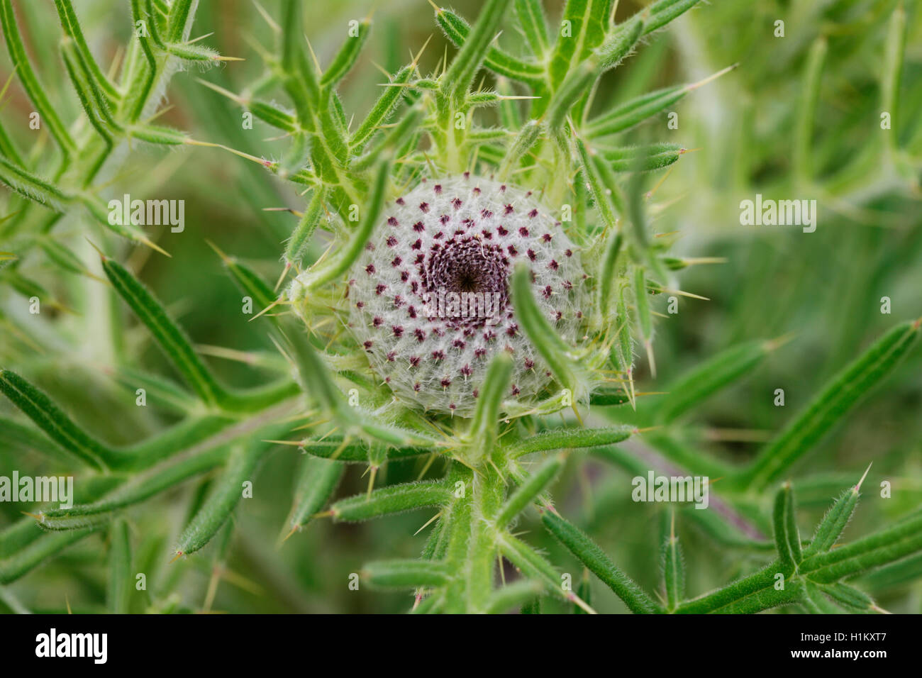 thistle wildflower with a spiralling center and spiky leaves Jane Ann Butler Photography JABP1361 Stock Photo