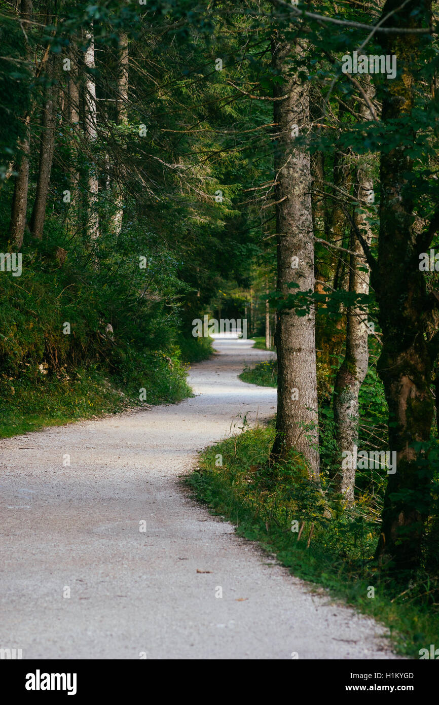 Twisting track leading through dense forest, shallow depth of field Stock Photo