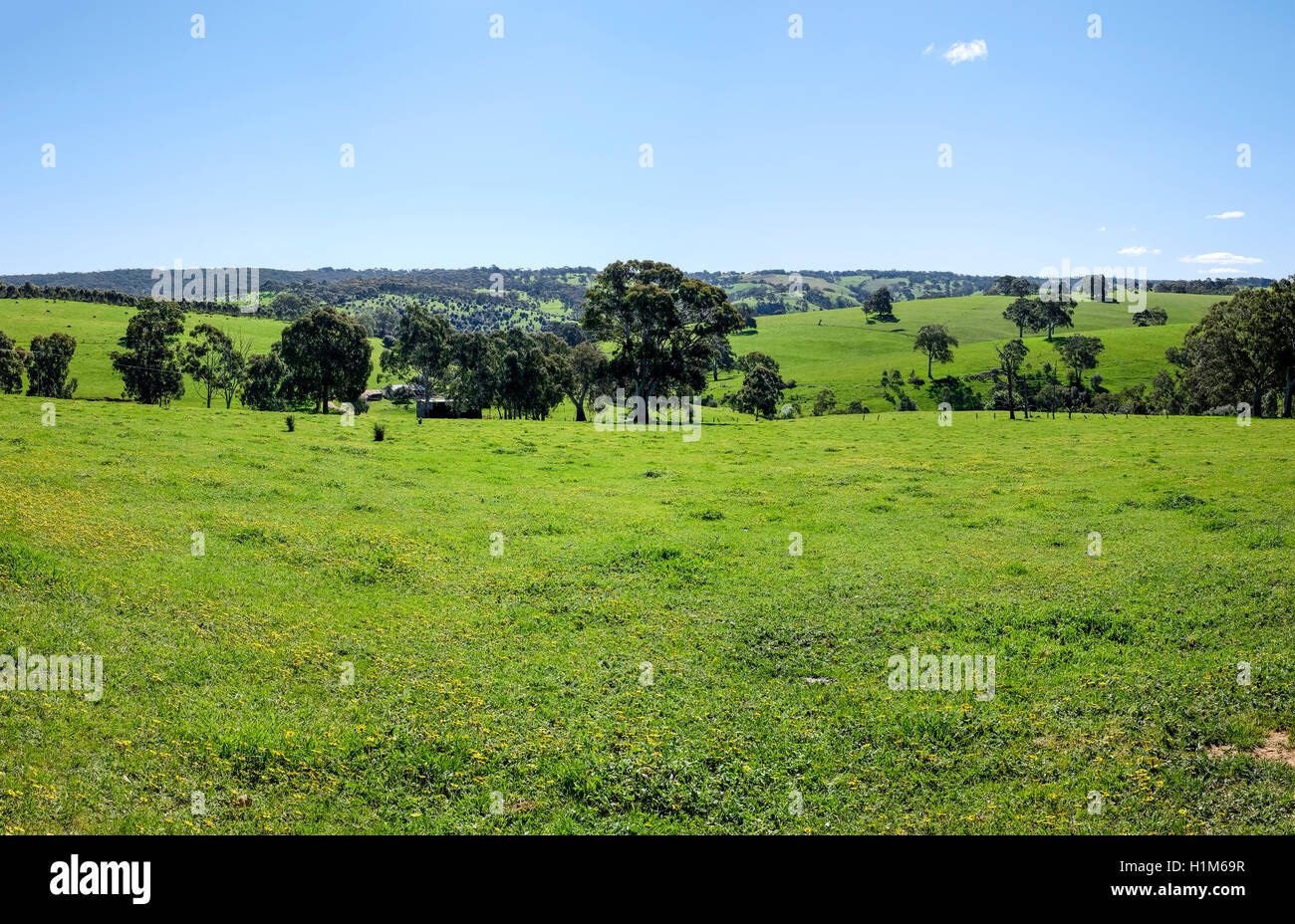 The beautiful green rolling farmland of the Adelaide hills after good