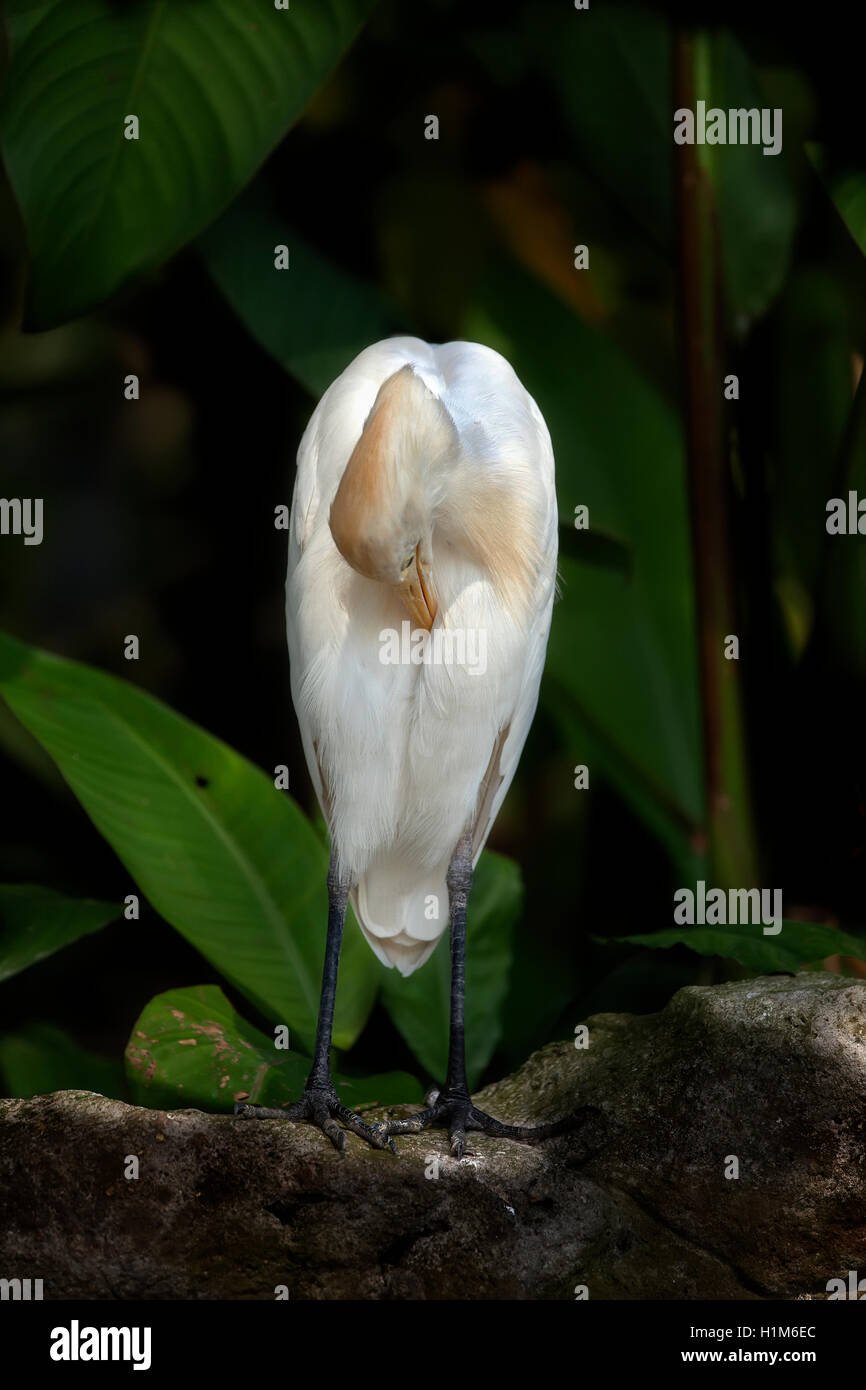 A lone Cattle Egret, Bubulcus ibis, stands against a background of lush green foliage preening itself. Stock Photo