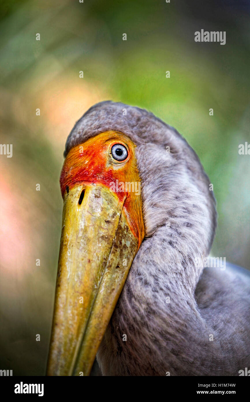 Yellow-billed stork, Mycteria ibis, a.k.a. the Wood Stork or Wood Ibis Stock Photo