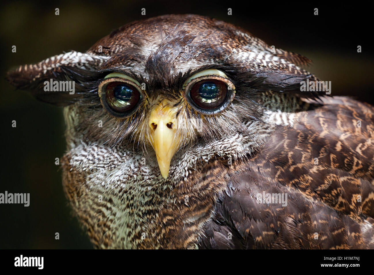 Close-up of a Barred Eagle-owl, Bubo sumatranus, a.k.a. Malay Eagle-owl at the KL Bird Park,  Malaysia. Stock Photo