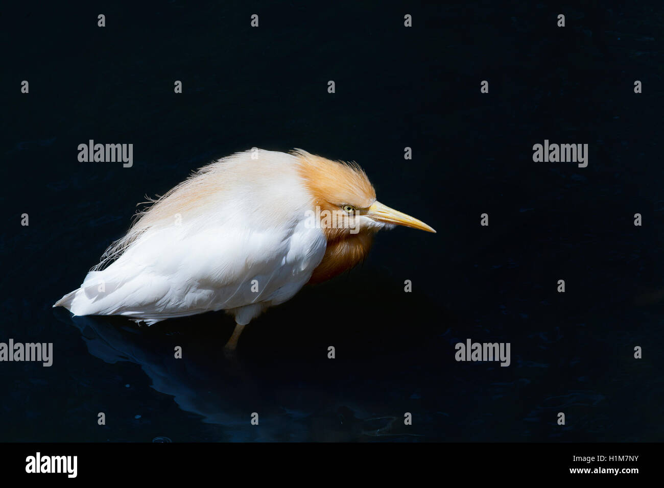 Cattle Egret, Bubulcus ibis, in a low crouch hunting for food. Stock Photo