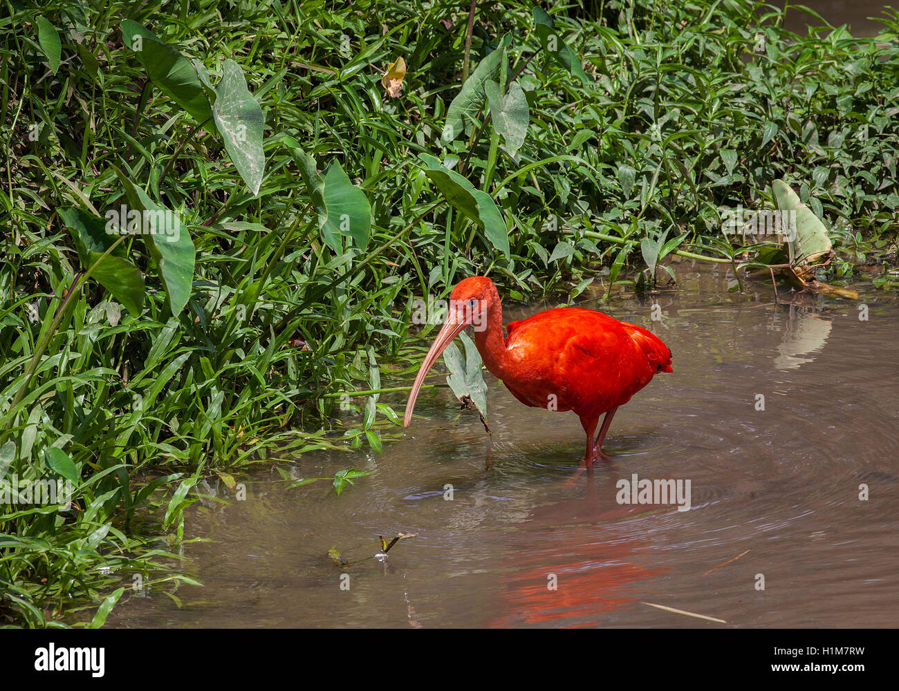 Scarlet Ibis, Eudocimus ruber, searches for food along a foliage covered shoreline. Stock Photo