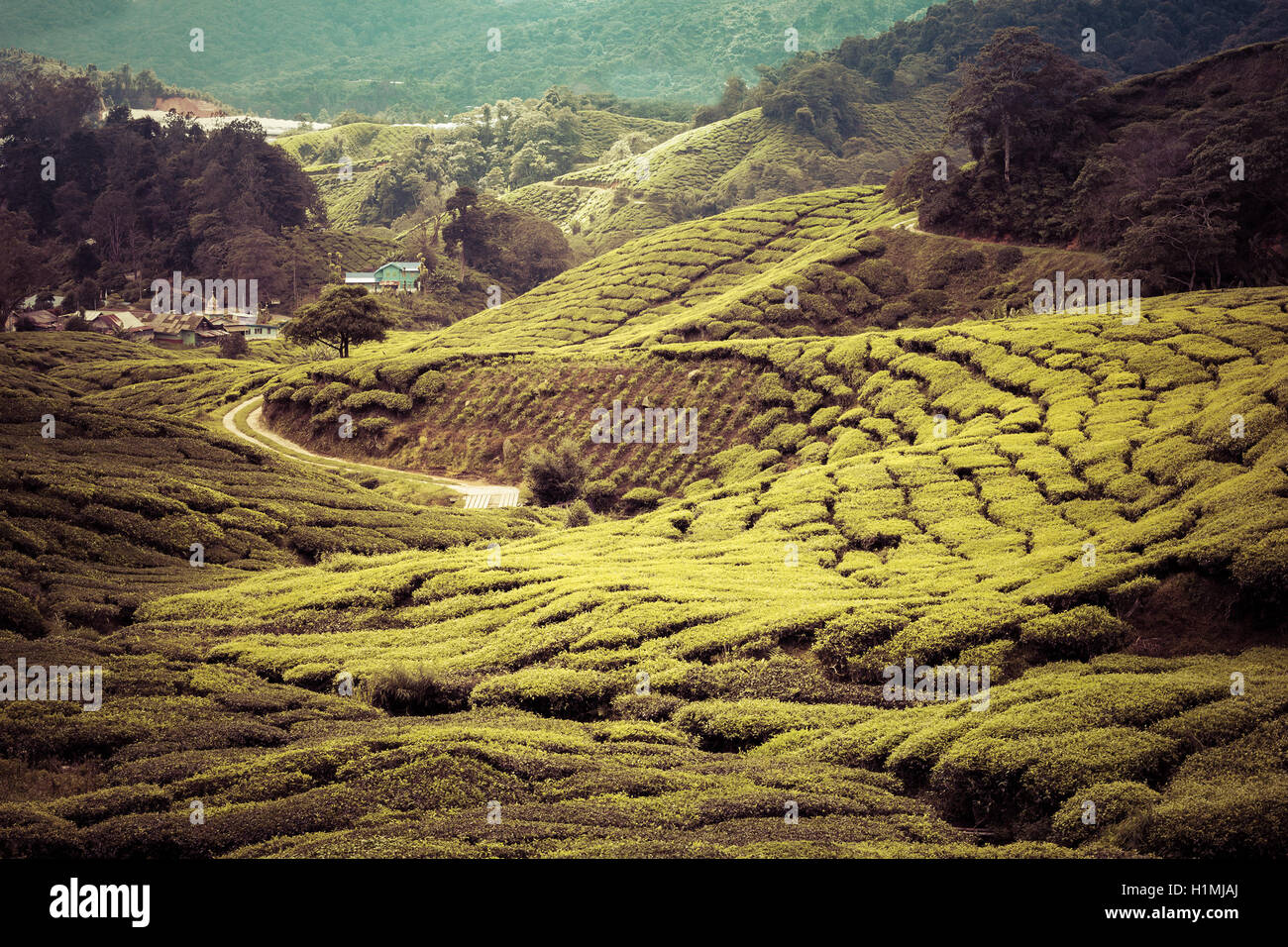 tea plantation Stock Photo
