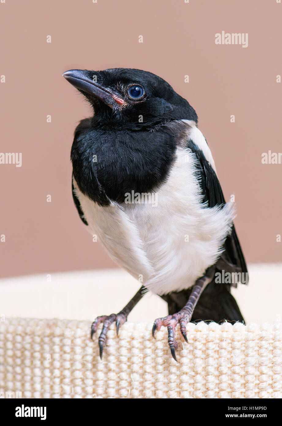 Nestling of magpie bird Stock Photo - Alamy