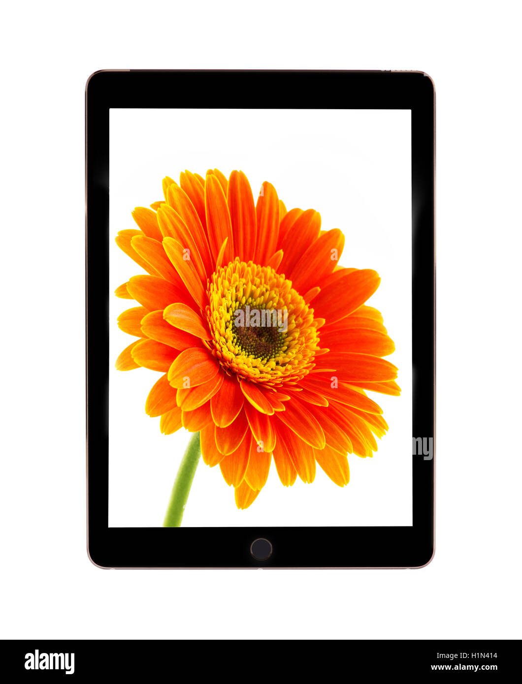 Tablet computer with flower daisies. Stock Photo