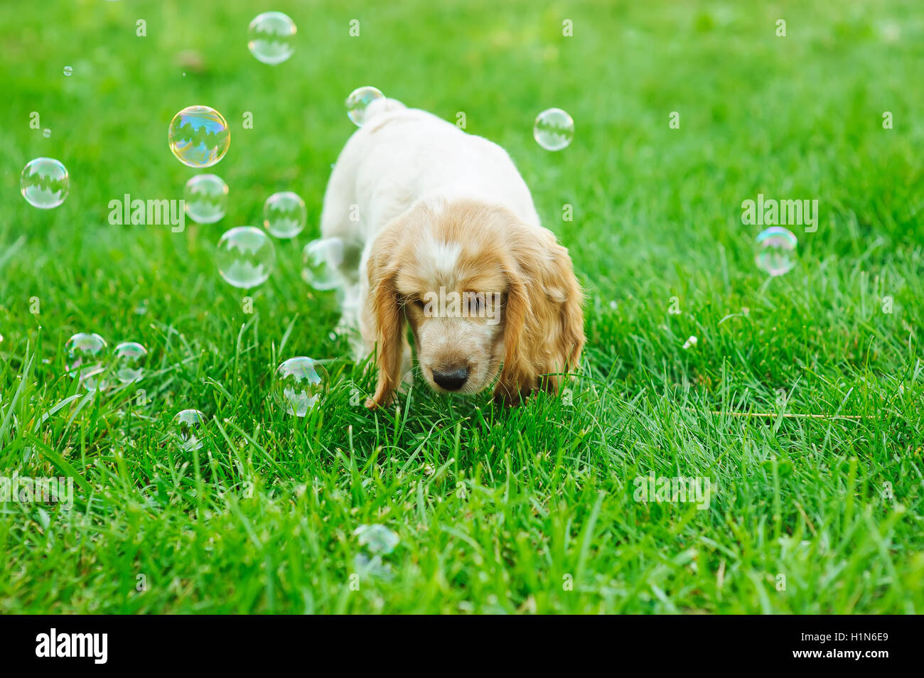 Puppy American Cocker Spaniel standing on a green lawn. Puppy playing with soap bubbles. Stock Photo