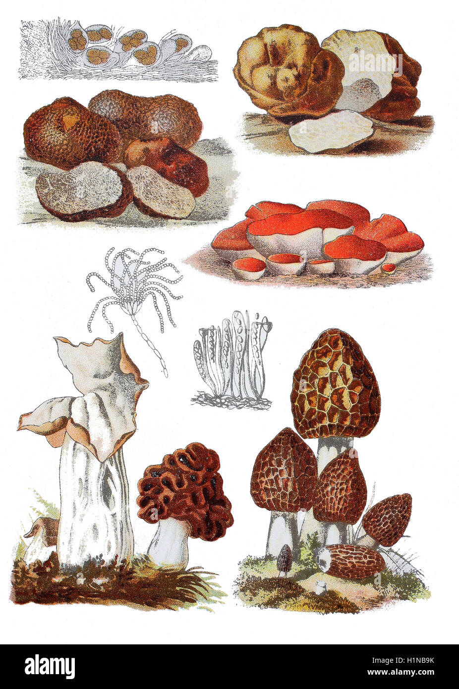 common morel, Morchella esculenta (right bottem), Fungus Gyromitra, Gyromitra esculenta (bottem center), Elvela or autumn morel, Helvella infula (bottem left), Pezia, Peziza aurantiaca (2. von top right), black truffle, Tuber brumale melanosporum (left top), White truffle, Choiromyces maeandriformis (top right) Stock Photo