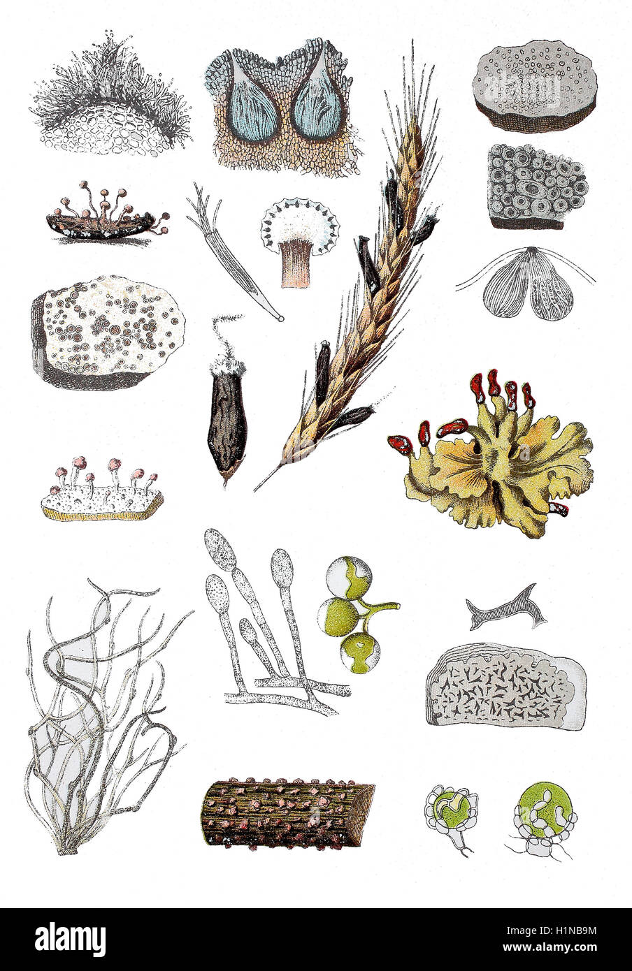 coral spot, Nectria cinnabarina (bottem center), Lichen, Peltigera polydactyla (center right), Claviceps ergot fungus, Claviceps purpurea (center bis left top), Stock Photo